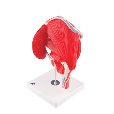 Hip Joint  7 part A881 6