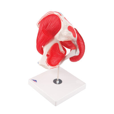 Hip Joint  7 part A881 5