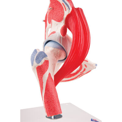 Hip Joint  7 part A881 3