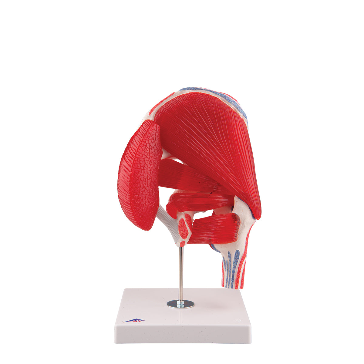 Hip Joint  7 part A881