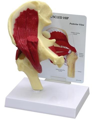 Hip Muscled G131