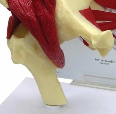 Hip Muscled G131 2