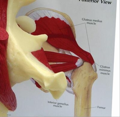 Hip Muscled G131 3