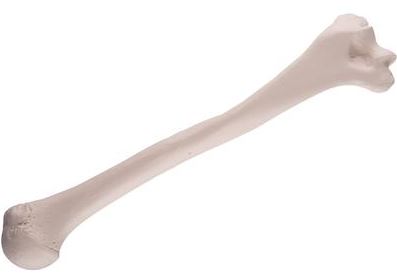 Humerus  A45/1