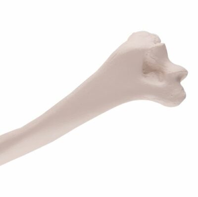Humerus  A45/1 1