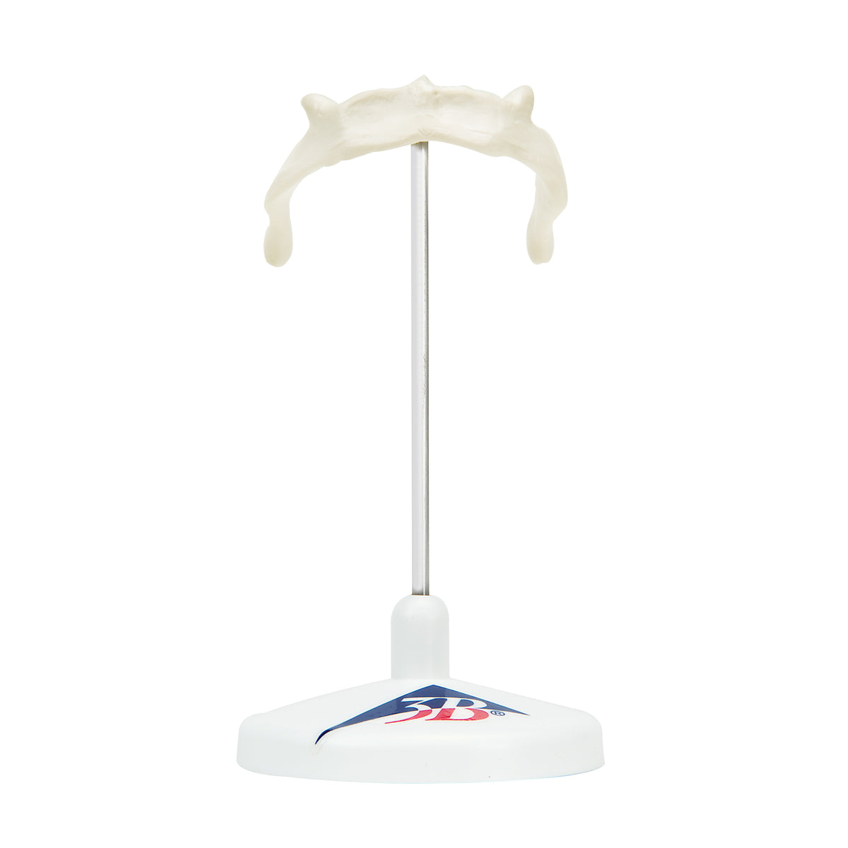 Hyoid Bone on Stand A71/9