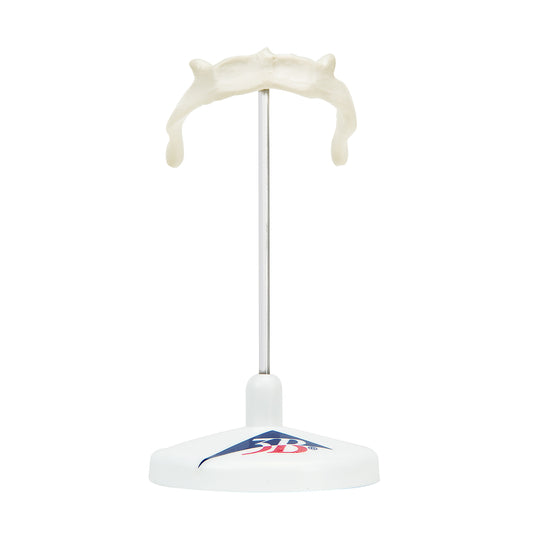Hyoid Bone on Stand A71/9