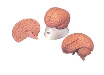Introductory Brain, 2-Part   C15/1