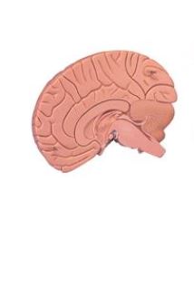 Introductory Brain, 2-Part   C15/1 2