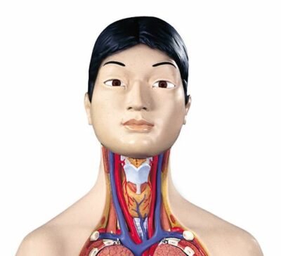 Japanese Dual-Sex Torso  18 Part  B32/4 3