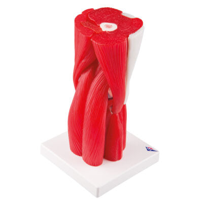 Knee  Joint  12-Part A882 2