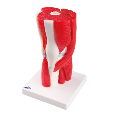 Knee  Joint  12-Part A882 3