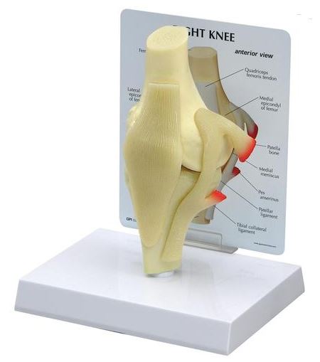 Knee Basic G100