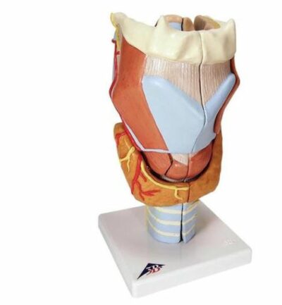 Larynx – 2 Times Full Size – 7 Part G21 1