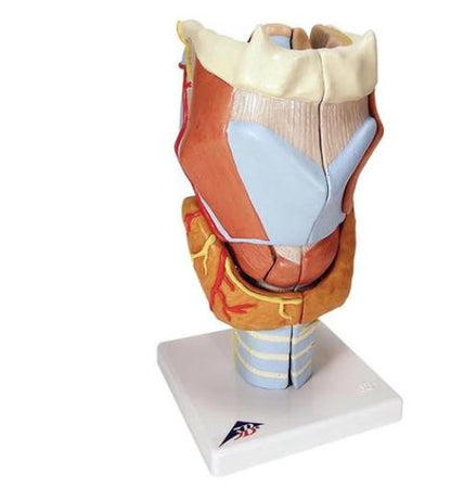 Larynx – 2 Times Full Size – 7 Part G21