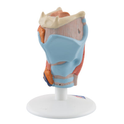 Larynx 2-Part G22 7