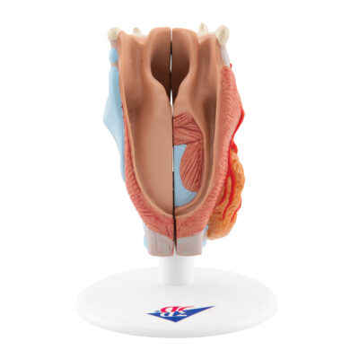 Larynx 2-Part G22 6
