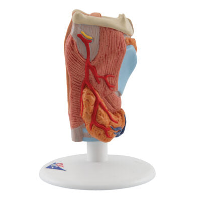 Larynx 2-Part G22 5