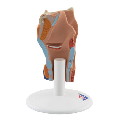 Larynx 2-Part G22 4