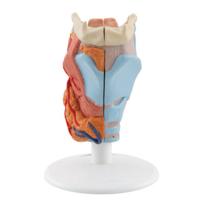 Larynx 2-Part G22 1