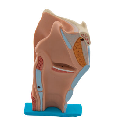 Larynx 2-Part G22 3