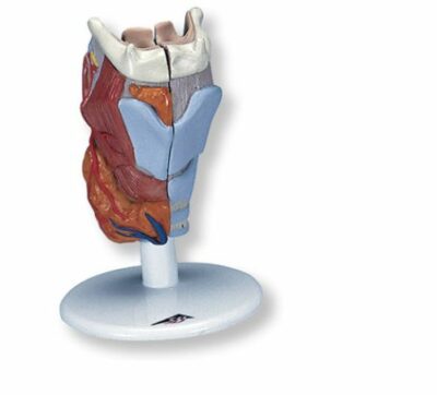 Larynx 2-Part G22 2