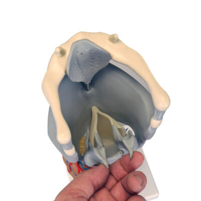 Larynx Functional 2.5 Times full size  G20 2