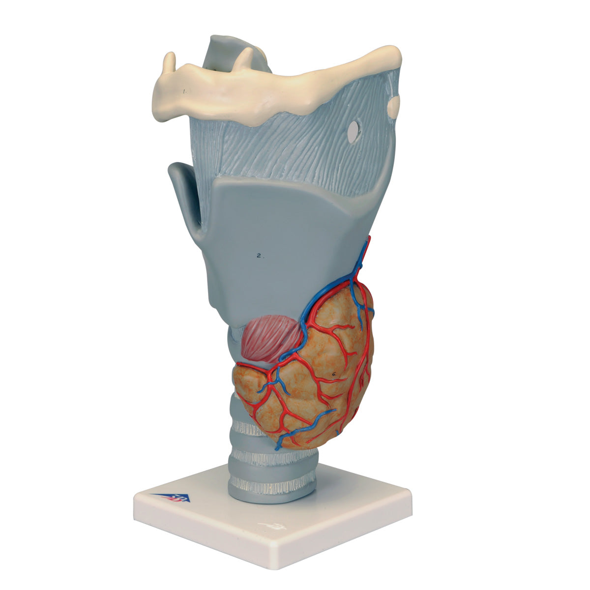 Larynx Functional 2.5 Times full size  G20