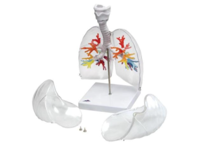 Larynx with Bronchial Tree and Trans Lungs G23/1 1