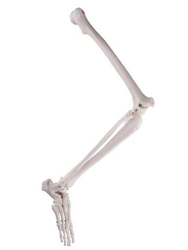 Leg Skeleton With  Hip Bone A35