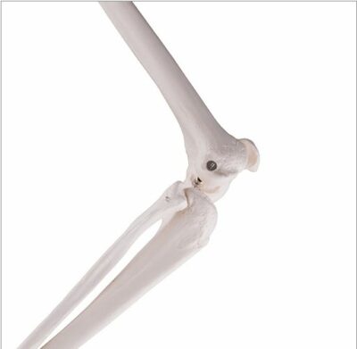 Leg Skeleton With  Hip Bone A35 2