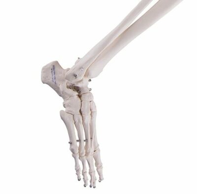 Leg Skeleton With  Hip Bone A35 1