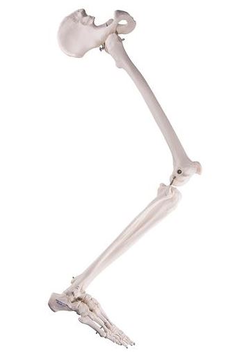 Leg Skeleton with Hip Bone A36