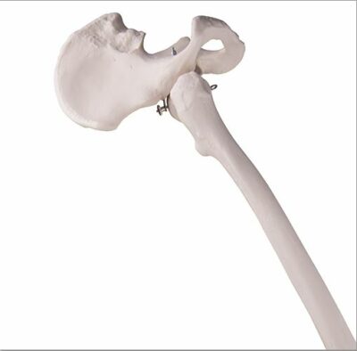 Leg Skeleton with Hip Bone A36 3