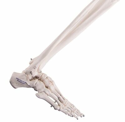 Leg Skeleton with Hip Bone A36 2