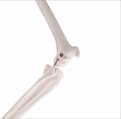 Leg Skeleton with Hip Bone A36 1