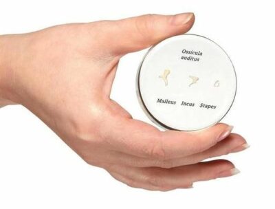 Life-Size Auditory Ossicles E13 1
