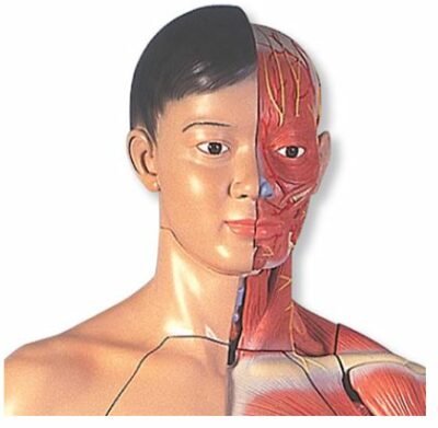 Life-Size Dual  Sex Asian Muscle Figure 39 Part  B52 2