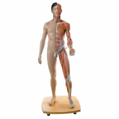 Life-Size Dual  Sex Asian Muscle Figure 39 Part  B52 1