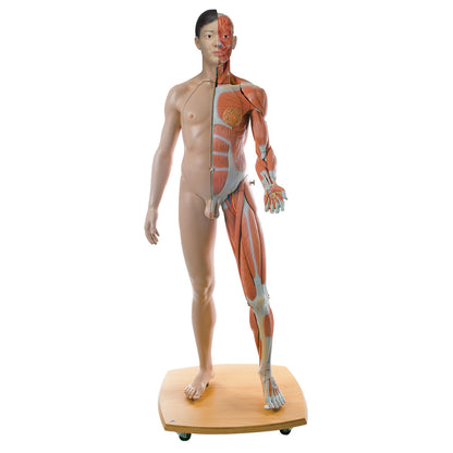 Life-Size Dual  Sex Asian Muscle Figure 39 Part  B52