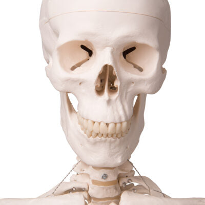 Ligament Skeleton Leo, on  5-Feet Stand A12 2