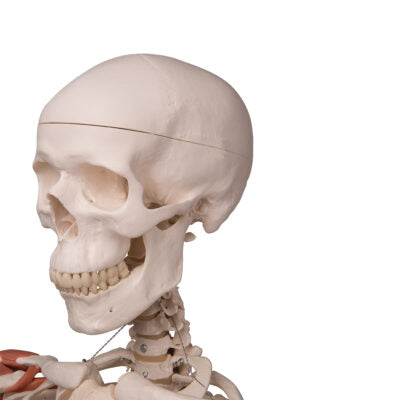 Ligament Skeleton Leo, on  5-Feet Stand A12 3