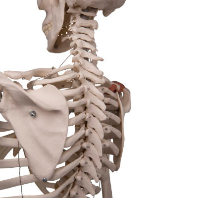Ligament Skeleton Leo, on  5-Feet Stand A12 4