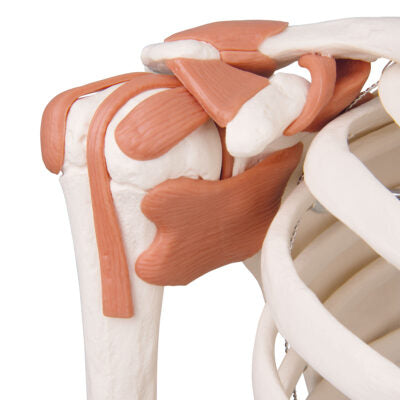 Ligament Skeleton Leo, on  5-Feet Stand A12 5