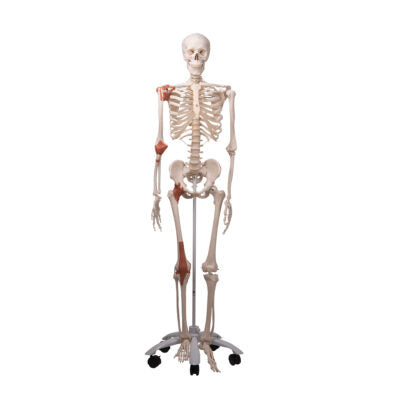 Ligament Skeleton Leo, on  5-Feet Stand A12 1