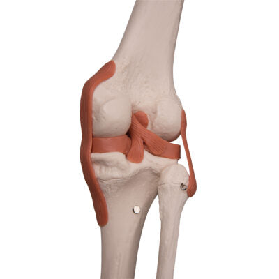 Ligament Skeleton Leo, on  5-Feet Stand A12 6