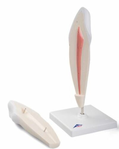 Lower Canine, 2-Part D10/2 2