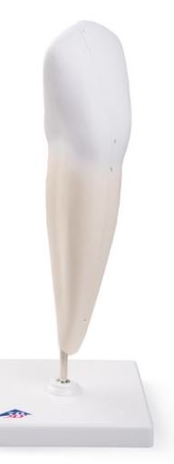 Lower Canine, 2-Part D10/2