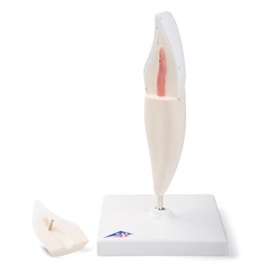Lower Incisor, 2-Part D10/1 2