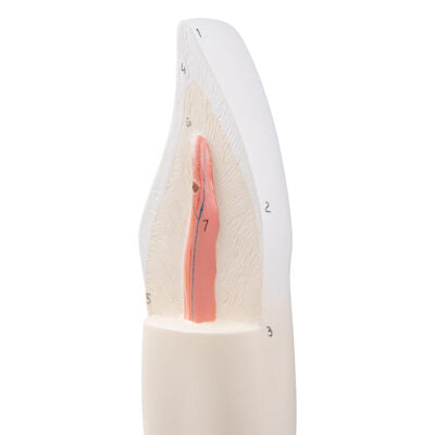 Lower Incisor, 2-Part D10/1 3